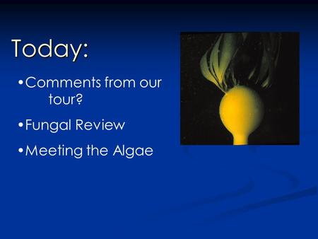 Today: Comments from our tour? Fungal Review Meeting the Algae.