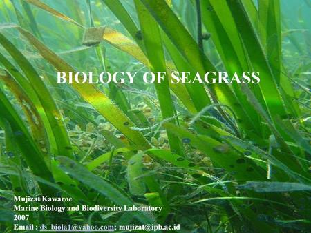 BIOLOGY OF SEAGRASS Mujizat Kawaroe Marine Biology and Biodiversity Laboratory 2007