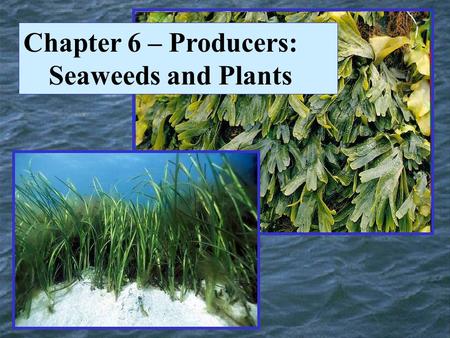 Chapter 6 – Producers: Seaweeds and Plants. The Domains of Life.