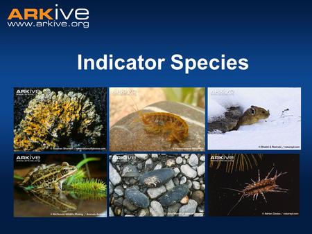 Indicator Species. What is an indicator species? A species whose presence, absence or abundance reflects a specific environmental condition, habitat or.