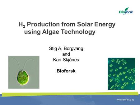 H 2 Production from Solar Energy using Algae Technology Stig A. Borgvang and Kari Skjånes Bioforsk.