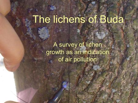 The lichens of Buda A survey of lichen growth as an indication of air pollution.