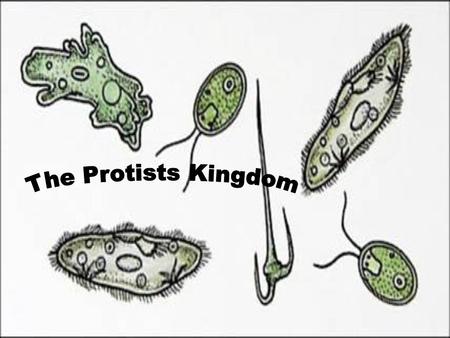 The Protists Kingdom.