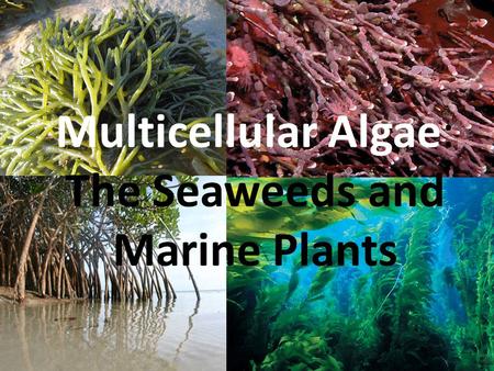 Multicellular Algae: The Seaweeds and Marine Plants