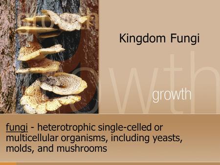 Kingdom Fungi fungi - heterotrophic single-celled or multicellular organisms, including yeasts, molds, and mushrooms.