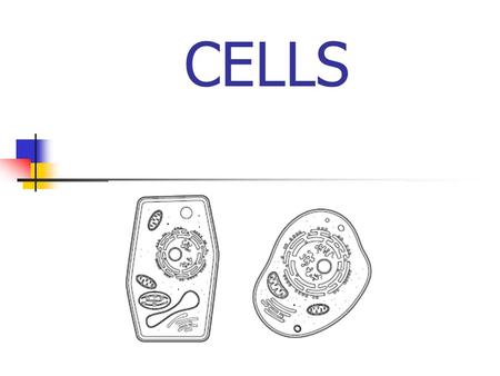 CELLS. Caption: Euglena gracilis cell pellicle (blue) and internal cytoplasmic organelles: chloroplasts (green), golgi apparatus (pink), mitochondria.