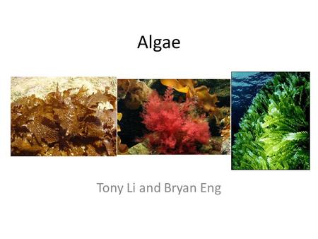 Algae Tony Li and Bryan Eng. Parts of an alga Thallus: seaweed body Holdfast: anchors the alga Stipe: stemlike part used for support Blade: leaflike,