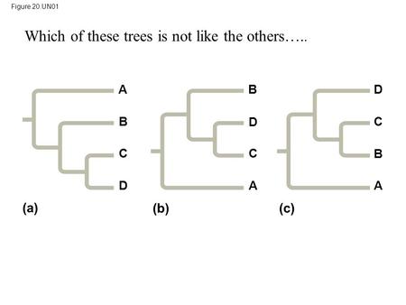 Figure 20.UN01 A B C D (a) D C B A (c) B D C A (b) Which of these trees is not like the others…..