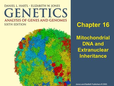 Chapter 16 Mitochondrial DNA and Extranuclear Inheritance Jones and Bartlett Publishers © 2005.
