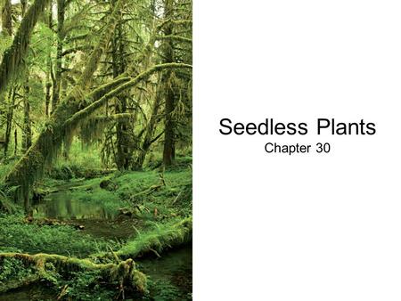 Seedless Plants Chapter 30. Origin of Land Plants All green algae and the land plants shared a common ancestor a little over 1 BYA –Kingdom Viridiplantae.