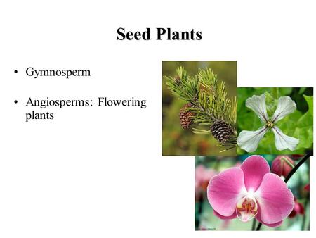 Seed Plants Gymnosperm Angiosperms: Flowering plants.