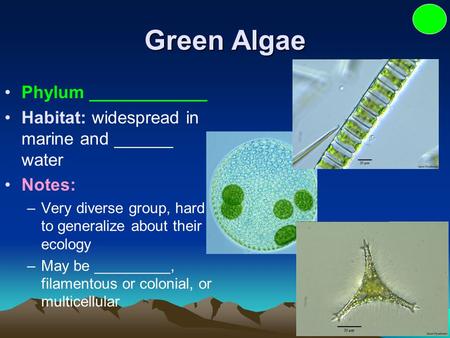 Green Algae Phylum ____________ Habitat: widespread in marine and ______ water Notes: –Very diverse group, hard to generalize about their ecology –May.