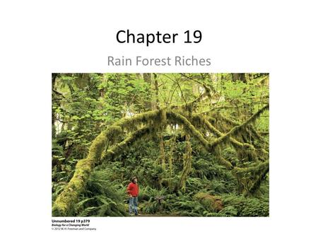 Chapter 19 Rain Forest Riches.