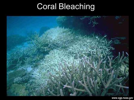 Coral Bleaching www.ogp.noaa.gov. Why Bleaching?