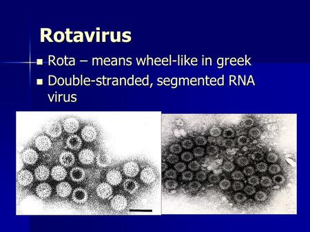 Rotavirus Rota – means wheel-like in greek