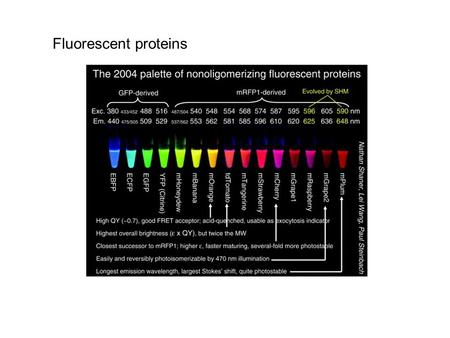 Fluorescent proteins. Excitation and Emission Wavelengths of AFP proteins.