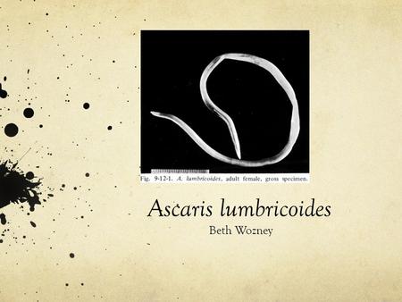 Ascaris lumbricoides Beth Wozney.