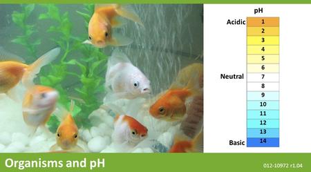 Organisms and pH pH Acidic Neutral Basic