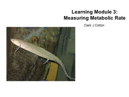 Learning Module 3: Measuring Metabolic Rate Clark J Cotton.