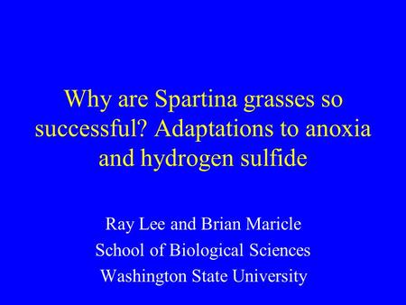 Why are Spartina grasses so successful? Adaptations to anoxia and hydrogen sulfide Ray Lee and Brian Maricle School of Biological Sciences Washington State.