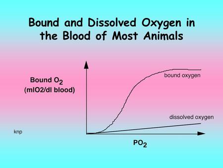 Bound and Dissolved Oxygen in the Blood of Most Animals.