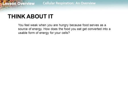 Lesson Overview Lesson Overview Cellular Respiration: An Overview THINK ABOUT IT You feel weak when you are hungry because food serves as a source of energy.