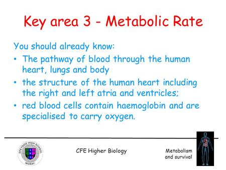 Key area 3 - Metabolic Rate
