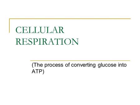 (The process of converting glucose into ATP)