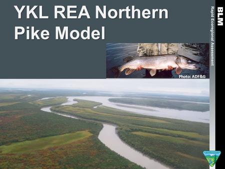 YKL REA Northern Pike Model Photo: ADF&G. Fish Distribution Models Photo: USFWS Evaluate model performance Classification tree and random forest models.