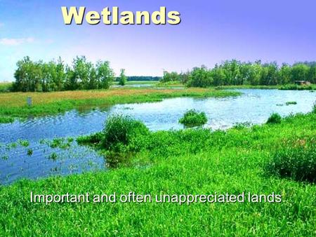 Wetlands Important and often unappreciated lands..