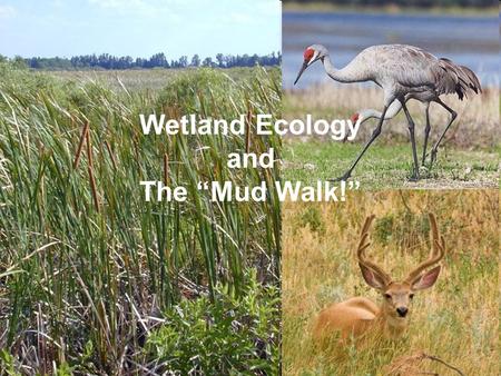 Wetland Ecology and The “Mud Walk!”. Over 70% of Earth is covered by Water!!!