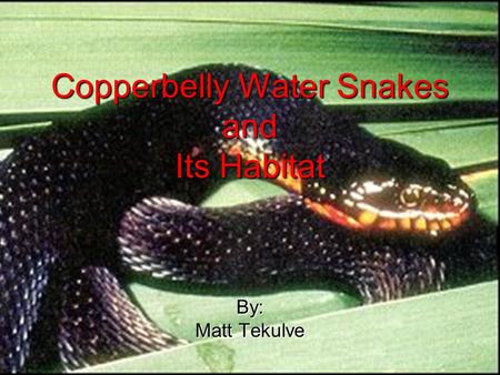 Copperbelly Water Snakes and Its Habitat By: Matt Tekulve.