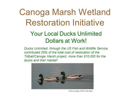 Canoga Marsh Wetland Restoration Initiative Your Local Ducks Unlimited Dollars at Work! Ducks Unlimited, through the US Fish and Wildlife Service, contributed.