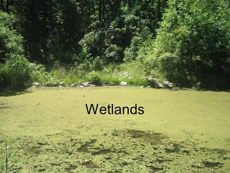 Wetlands. What is a wetland? There are three characteristics that describe a wetland: 1.Hydrology –There must be water at or near the surface of the land.