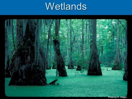 Wetlands Photo by R. Grippo. Introduction  Currently very hot area in resource management  Called by many names  swamps, bogs, fens, marshes, vernal.