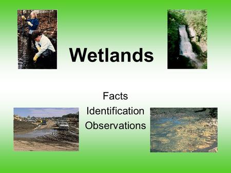 Wetlands Facts Identification Observations. Did you know?  In the 1600s, an estimated 200 M acres of wetland existed in 48 states, by the mid 1970s only.