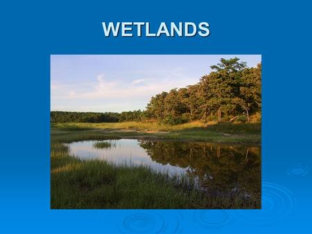 WETLANDS Wetlands Definitions   Wetlands are lands where saturation with water is the major factor determining the nature of soil development and the.