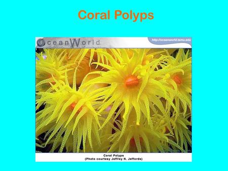 Coral Polyps. Facts About Corals: · coral polyps are very small: ¼ to 2 inches · two types of corals ~hard and soft polyps · billions of coral polyps.