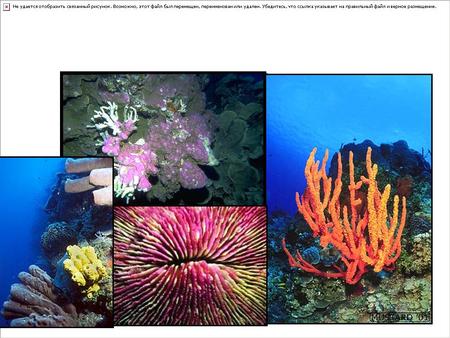 Life on a Coral Reef. Types of Reefs Three major types of coral reefs: fringing, barrier, and atoll. The fringing reef follows the shoreline closely.