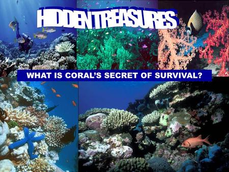 WHAT IS CORAL’S SECRET OF SURVIVAL? AROUND THE WORLD, IN WARM AND SHALLOW WATERS, CORAL REEFS ARE A DAZZLING DIVERSITY OF LIFE.
