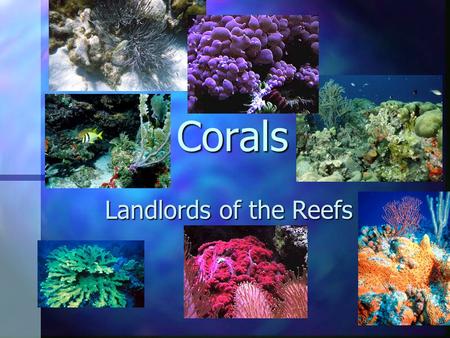 Corals Landlords of the Reefs. What is a coral reef? What is a coral reef? A reef is a coral community consisting of several thousand organisms living.