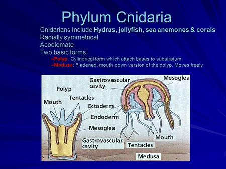 Phylum Cnidaria Cnidarians Include Hydras, jellyfish, sea anemones & corals Radially symmetrical Acoelomate Two basic forms: –Polyp: Cylindrical form which.