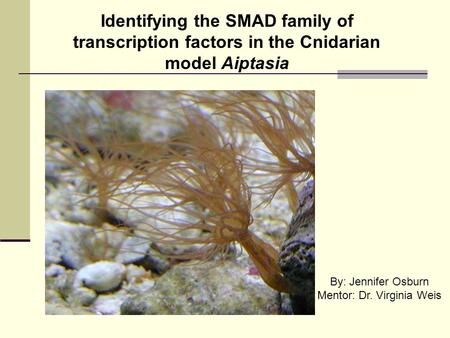 Identifying the SMAD family of transcription factors in the Cnidarian model Aiptasia By: Jennifer Osburn Mentor: Dr. Virginia Weis.