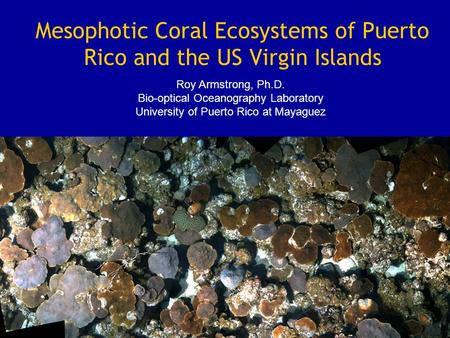 Mesophotic Coral Ecosystems of Puerto Rico and the US Virgin Islands Roy Armstrong, Ph.D. Bio-optical Oceanography Laboratory University of Puerto Rico.