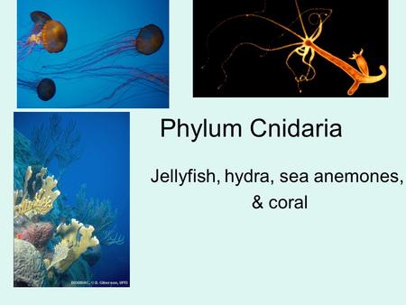 Phylum Cnidaria Jellyfish, hydra, sea anemones, & coral.