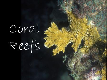 Coral Reefs. “Coral” is general term for several different types of cnidarians (phylum Cnidaria) that produce calcium carbonate skeletons (CaCO 3, a.k.a.