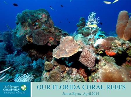 OUR FLORIDA CORAL REEFS James Byrne April 2014. Spans over 300 nautical miles from the Dry Tortugas to Stuart. The only tropical coral reef system, and.