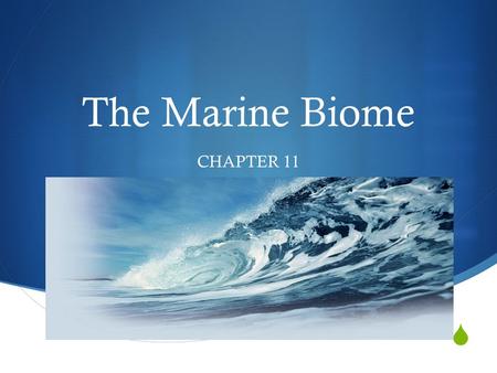 The Marine Biome CHAPTER 11.