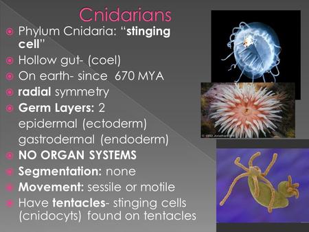  Phylum Cnidaria: “ stinging cell ”  Hollow gut- (coel)  On earth- since 670 MYA  radial symmetry  Germ Layers: 2 epidermal (ectoderm) gastrodermal.