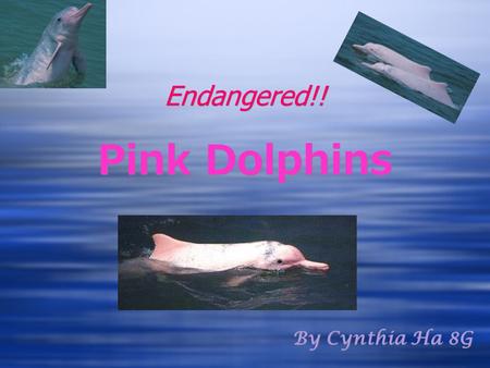 Endangered!! Pink Dolphins By Cynthia Ha 8G. Basic Knowledge about the Pink Dolphin Diet: crabs, catfish, small river fish and even small turtles. Life.
